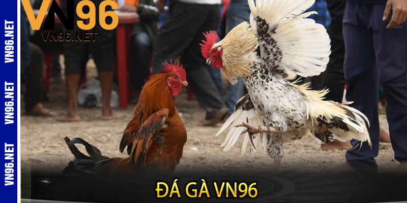 Đá Gà Vn96